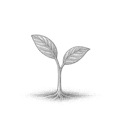 Stem/Branch