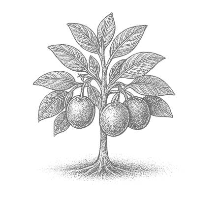 Fruit
